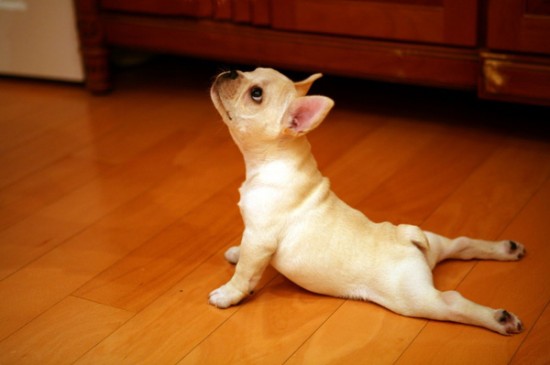 34 Animals That Can Yoga Better Than You 020