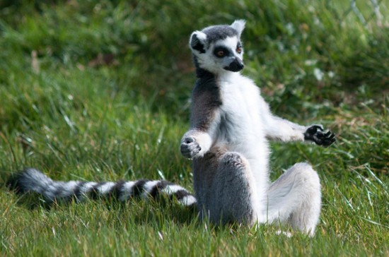 34 Animals That Can Yoga Better Than You 021