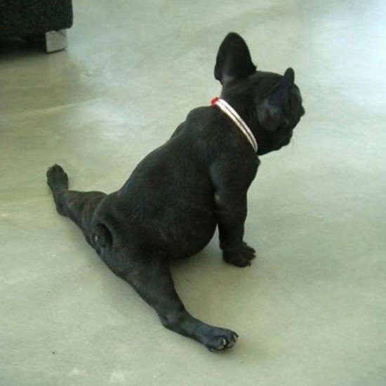 34 Animals That Can Yoga Better Than You 025