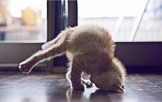 34 Animals That Can Yoga Better Than You 028