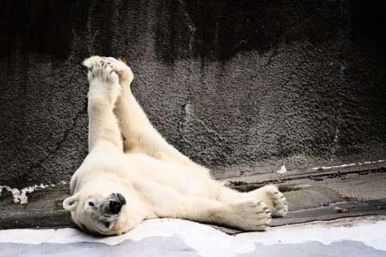 34 Animals That Can Yoga Better Than You 029