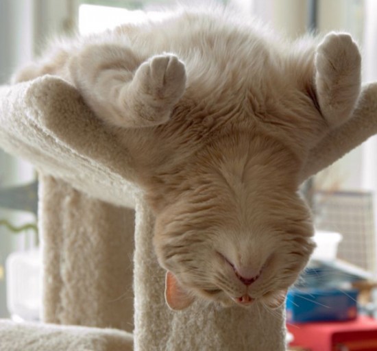 34 Animals That Can Yoga Better Than You 031