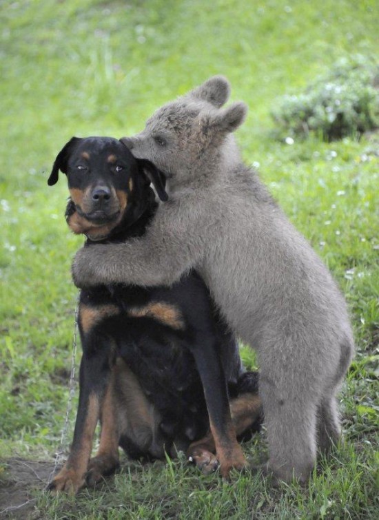 Animals That Really Need a Hug Right Now 001
