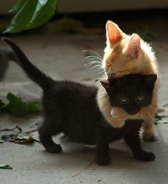 Animals That Really Need a Hug Right Now 009
