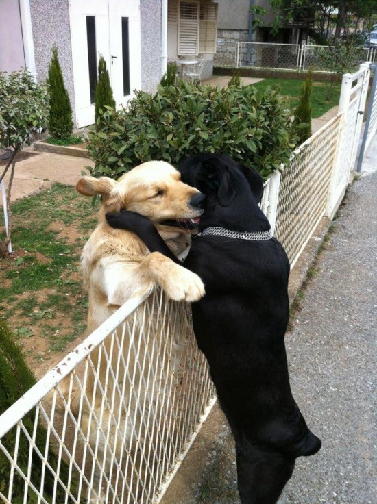 Animals That Really Need a Hug Right Now 012