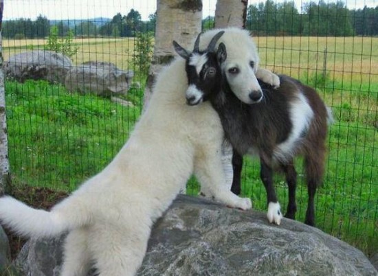 Animals That Really Need a Hug Right Now 013