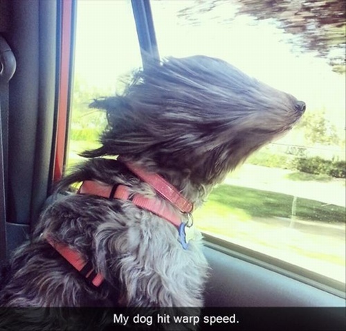 Attack of the funny animals 009