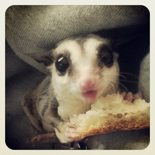 Attack of the funny animals 014