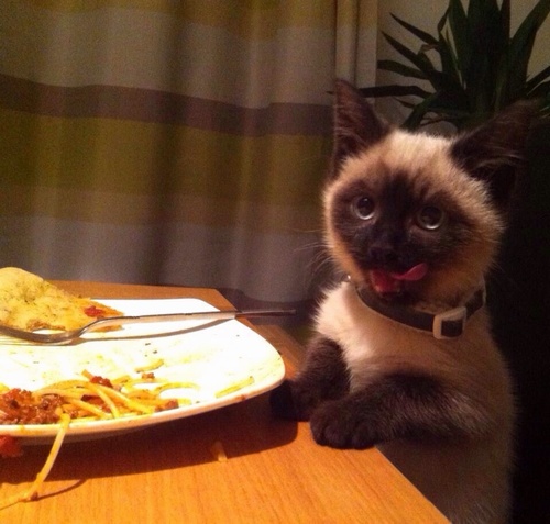 Attack of the funny animals 018