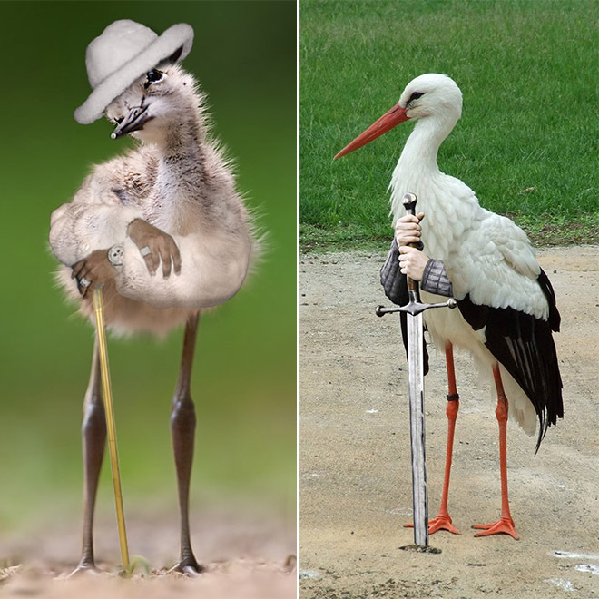 Birds With Human Arms 008