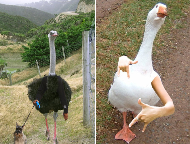 Birds With Human Arms 010