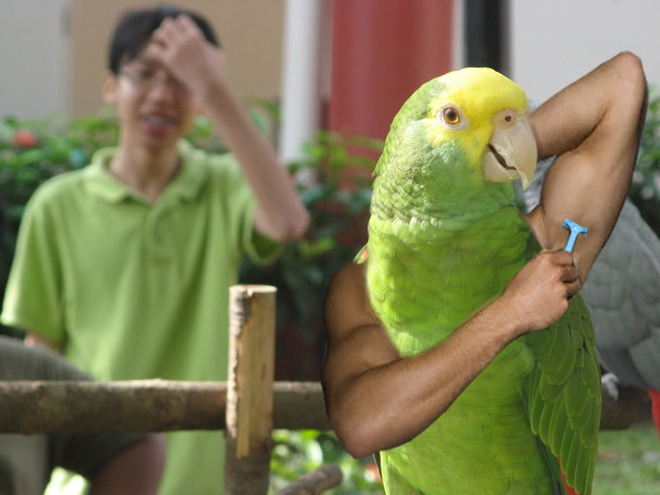 Birds With Human Arms 014