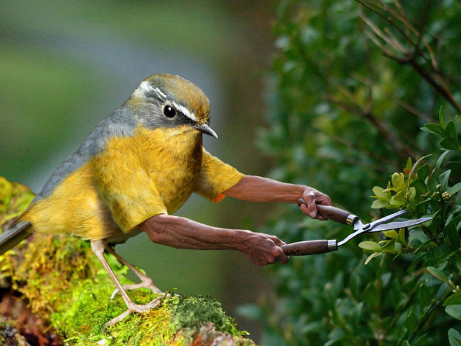 Birds With Human Arms 017