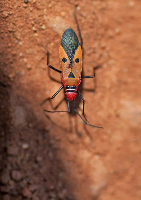 Bug that looks like Elvis Presley