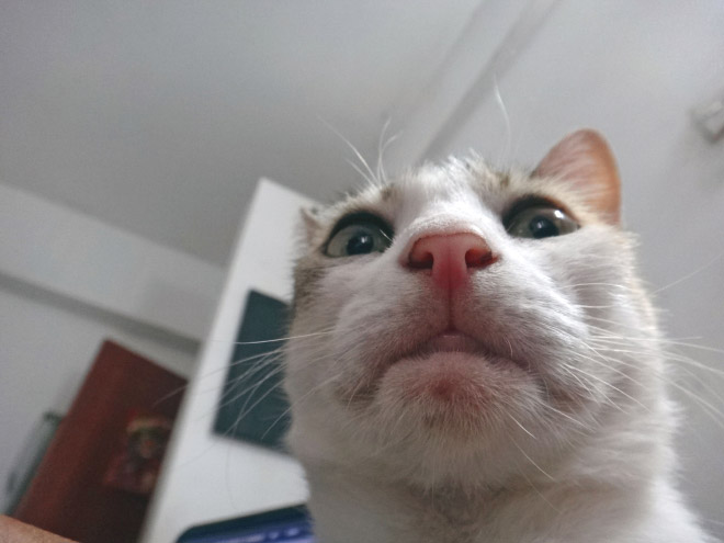Cat Selfies 002