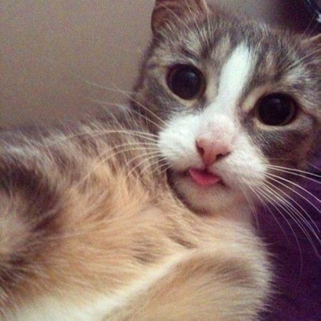 Cat Selfies 006
