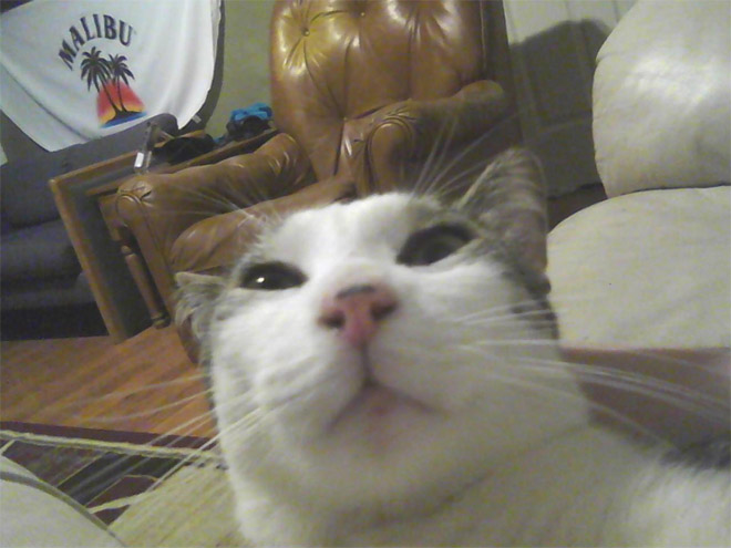 Cat Selfies 007