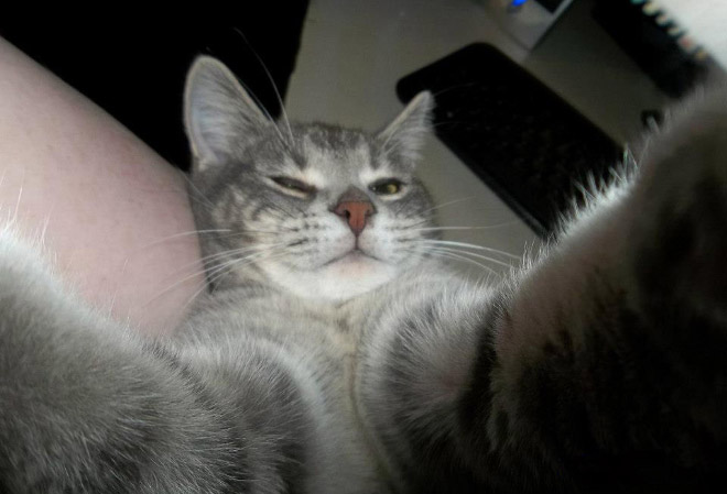 Cat Selfies 014