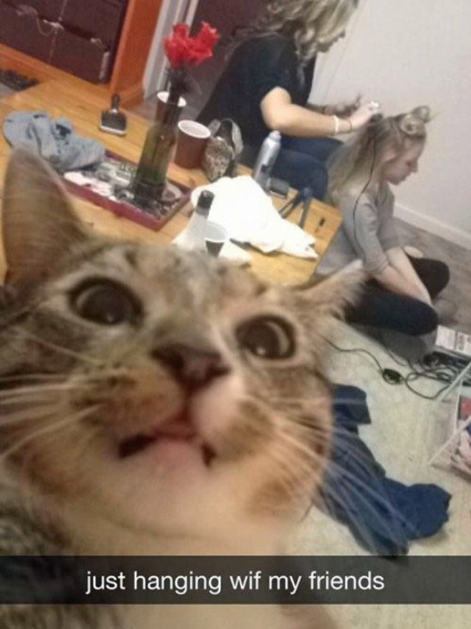Cat Selfies 015
