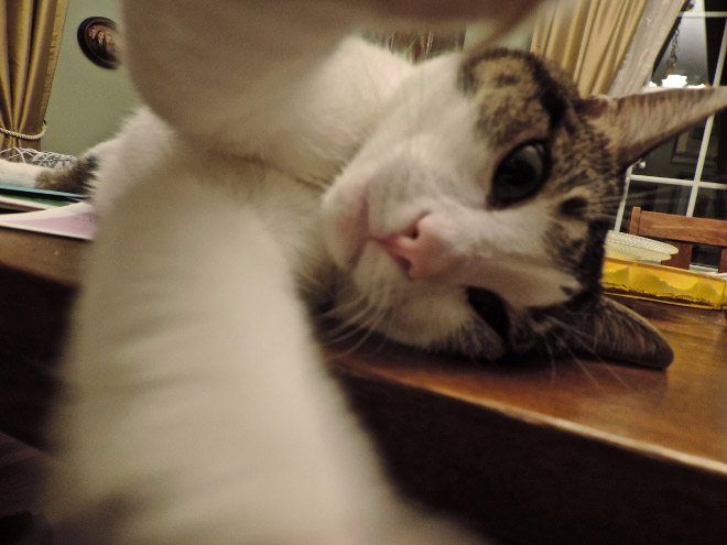 Cat Selfies 017