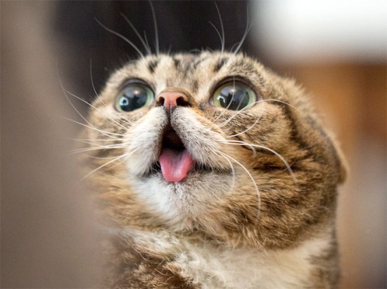 cat with weird tongue