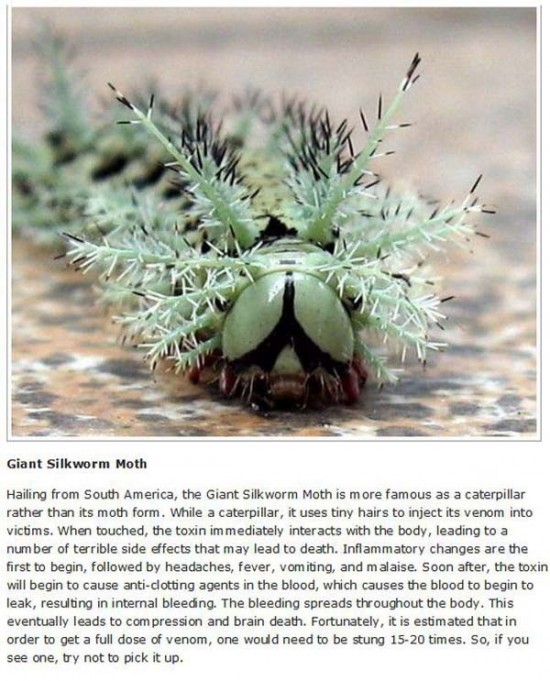 Giant Silkworm Moths