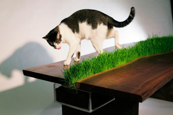 Grass Table for Cats1