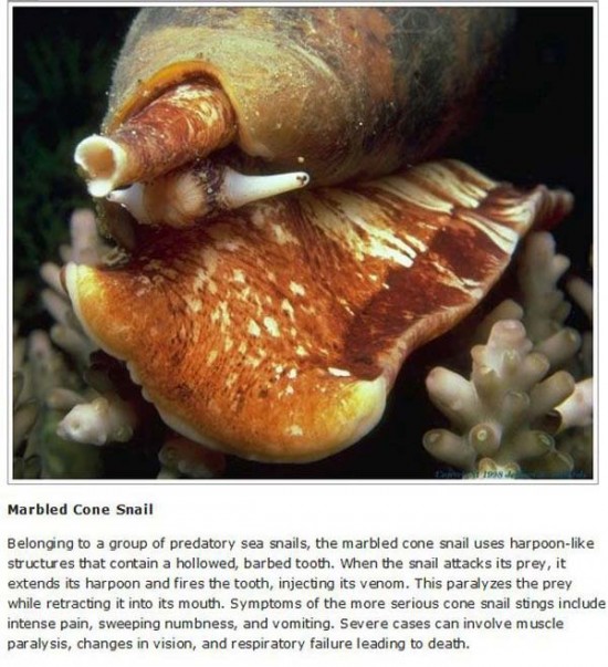 Marbled Cone Snails
