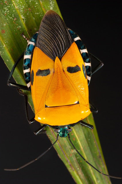 Pentomid bug