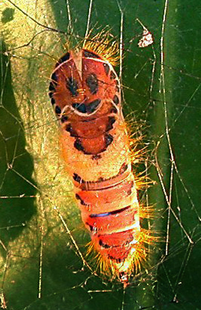 Smiley Taiwanese caterpillar1