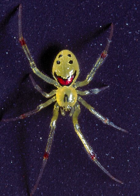 Smiley face spider.