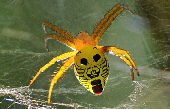 Spider with face pattern