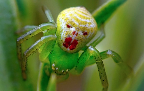 The clown face spider