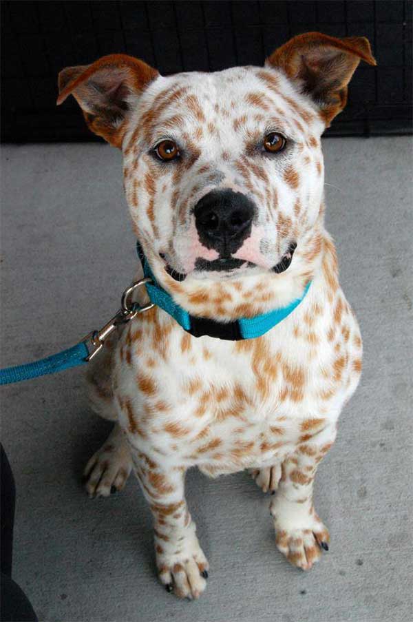 28 Of The Coolest and Most Unique Dog Coats 003