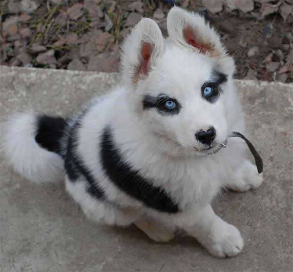 28 Of The Coolest and Most Unique Dog Coats 013
