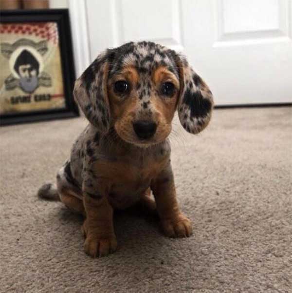 28 Of The Coolest and Most Unique Dog Coats 028