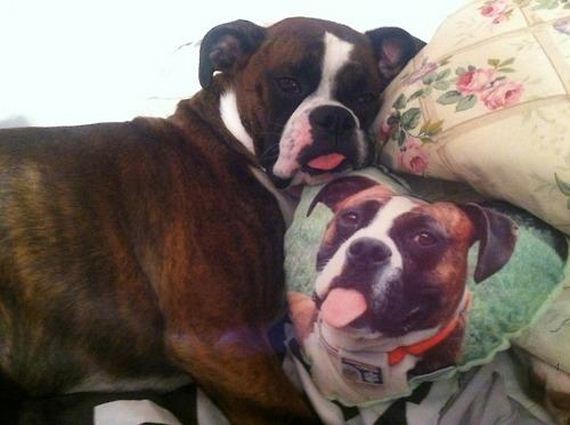 Adorable Animals Posing With Portraits of Themselves 009