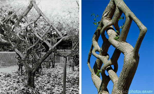 Axel Erlandson’s Needle and Thread Tree