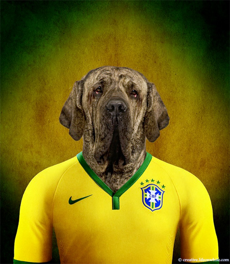Brazil – Brazilian Mastiff