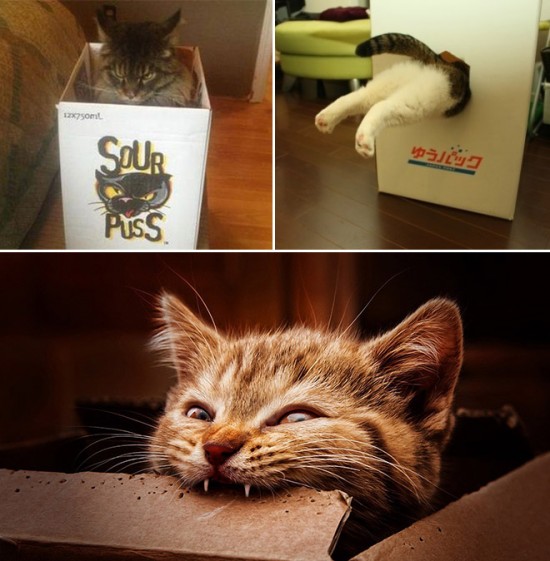 Cats vs. Cardboard Boxes 003