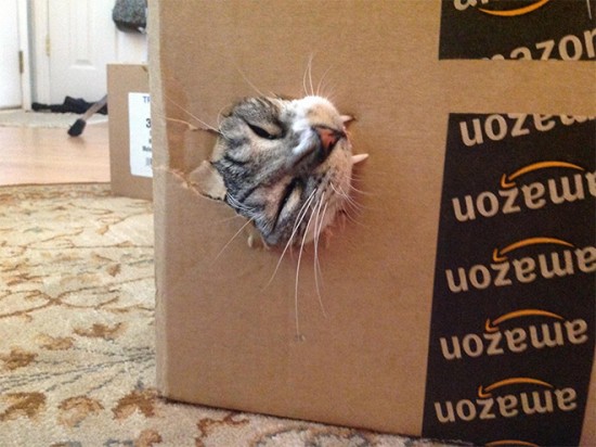 Cats vs. Cardboard Boxes 005