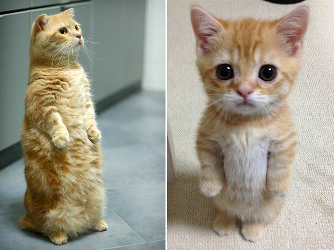 Cute Standing Cats 001