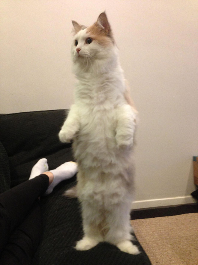Cute Standing Cats 010