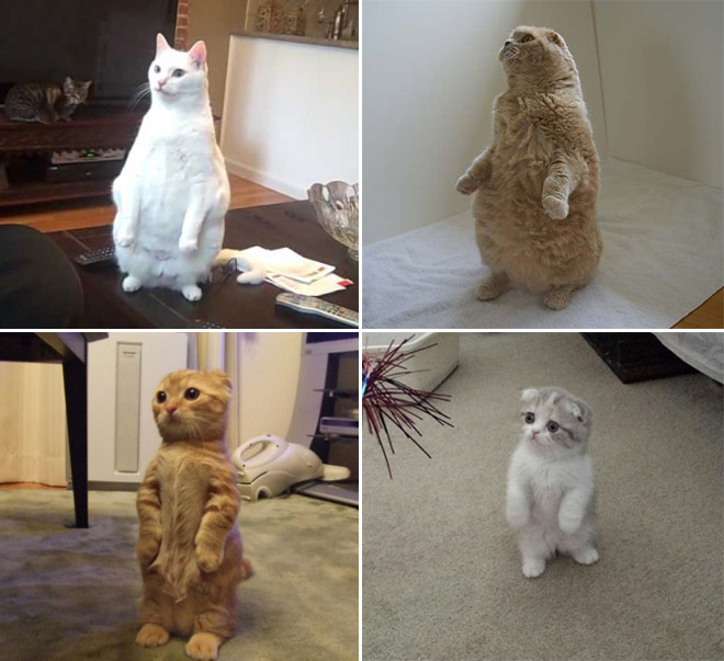 Cute Standing Cats 013