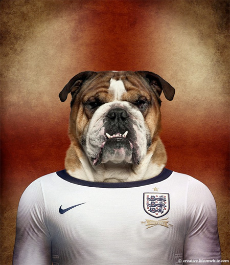 England – English Bulldog