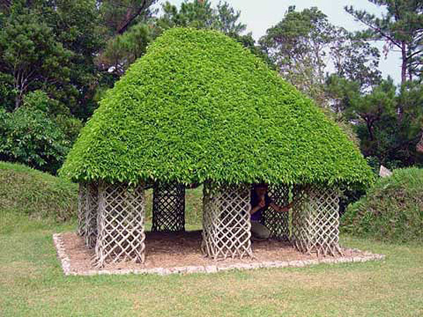 Ficus Hut located at Bio Park on Okinawa island