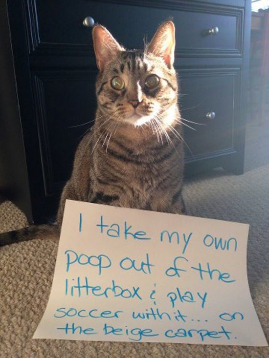 Funny Confessions Of Naughty Cats 003