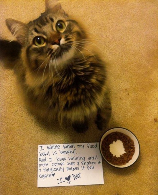 Funny Confessions Of Naughty Cats 005