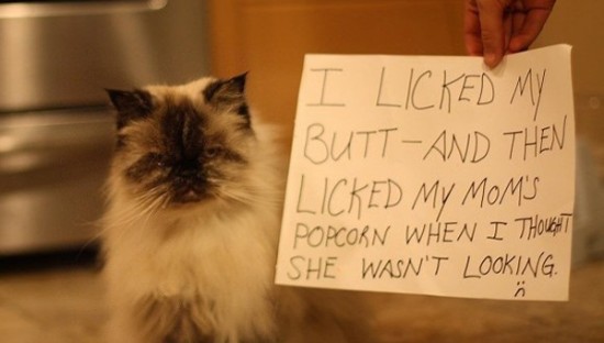 Funny Confessions Of Naughty Cats 006