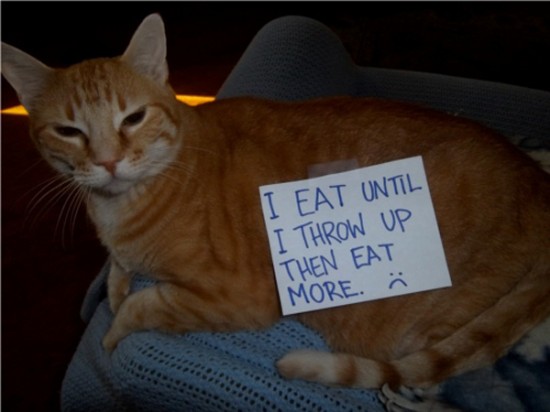 Funny Confessions Of Naughty Cats 009